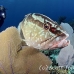 grouper_nassau_gw_lc_h_0065_cay3251.jpg